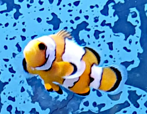 Snowflake Clownfish