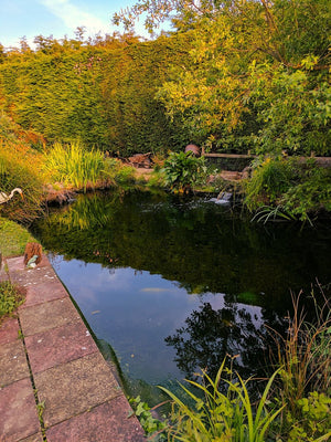 Preparing your pond for summer