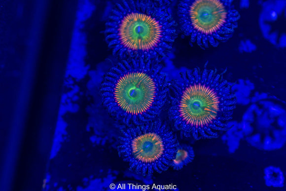 Soft corals available at All Things Aquatic