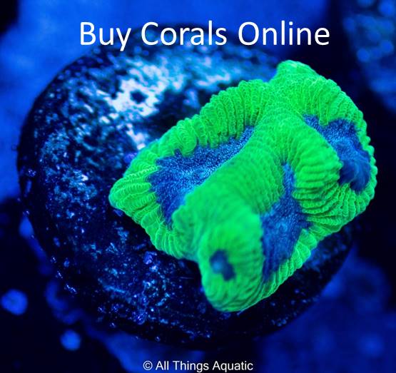 All Coral and Anemones - All Things Aquatic