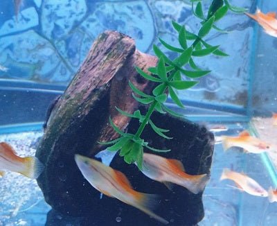 All Things Tropical Shop - All Things Aquatic