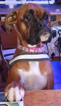 Gerty's Goodies - Special deals at All Things Aquatic - All Things Aquatic