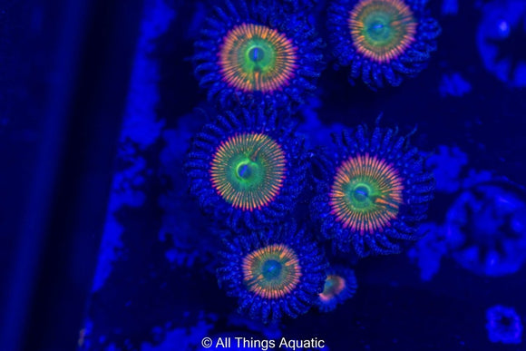 Soft Corals - All Things Aquatic