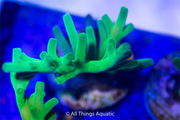 SPS Coral - All Things Aquatic