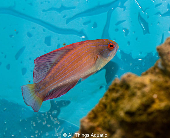 8 Line Flasher Wrasse - Md - All Things Aquatic