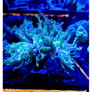 Blue Tip Frogspawn Coral Frag
