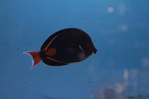 Achilles Tang M - All Things Aquatic