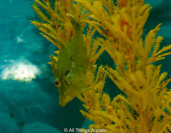 Aiptasia Eating Filefish - LG - All Things Aquatic