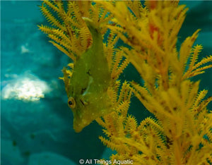 Aiptasia Eating Filefish - Tank Bred - Sml - All Things Aquatic