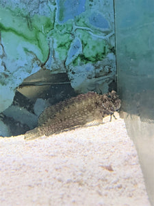 Algae Blenny - LG - All Things Aquatic