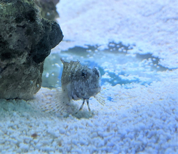 Algae Blenny - Sml - All Things Aquatic