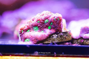 Alien Eye Favites Frag - All Things Aquatic