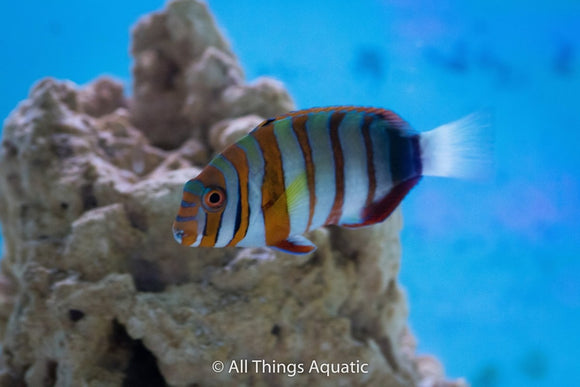 Australian Harlequin Tusk - Juv - LG - All Things Aquatic