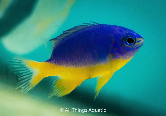 Azure Damsel Fish Md - All Things Aquatic