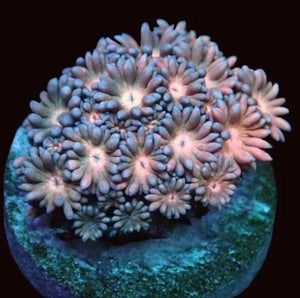 Baby’s Breath Goniopora Frag - All Things Aquatic