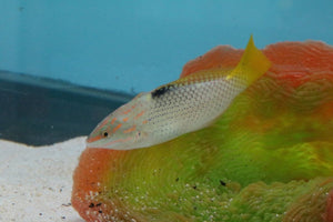 Basket Wrasse Sml - All Things Aquatic