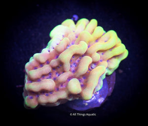 Beach Bum Montipora Frag - All Things Aquatic