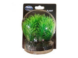 Betta round Myriophyllum plant - All Things Aquatic