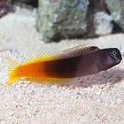 Bicolour Blenny - LG - All Things Aquatic