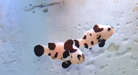 Black Storm Clownfish Pair - All Things Aquatic