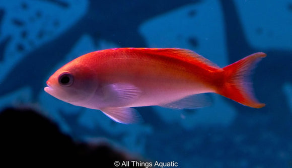 Bleeding Heart Anthias - Md - (cooperi) - All Things Aquatic