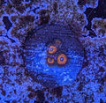 Blood Ritual Zoa Frag - All Things Aquatic