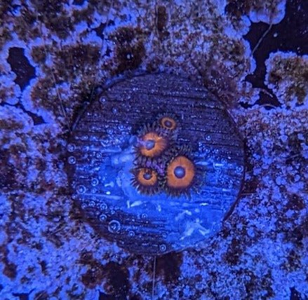 Blood Ritual Zoa Frag - All Things Aquatic