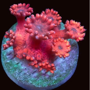 Blue Eye Red Goniopora Frag - All Things Aquatic