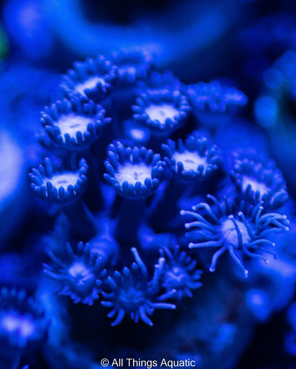 Blue Long Polyp Goni Frag - All Things Aquatic