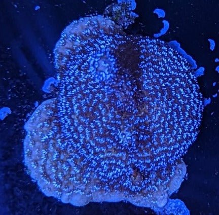 Blue Montipora Digitata Frag - All Things Aquatic