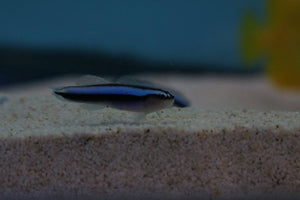 Blue Neon Goby - Sml - All Things Aquatic