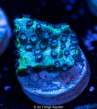 Blue Polyp Green Cyphastrea Frag - All Things Aquatic