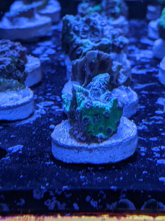 Blue Polyp Green Cyphastrea Frag - All Things Aquatic