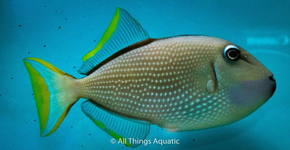 Blue Throat Triggerfish - All Things Aquatic