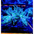Blue Tip Frogspawn Coral Frag - All Things Aquatic
