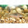 Bronze Cory - All Things Aquatic