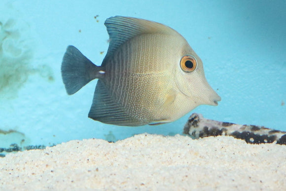 Brown Sailfin Tang Sm - All Things Aquatic