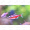 Cardinal Tetra - All Things Aquatic