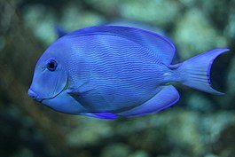 Caribbean Blue/Yellow Tang - LG - All Things Aquatic