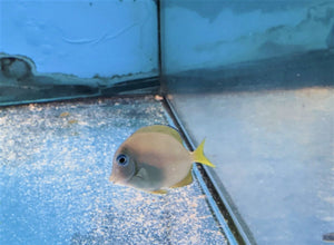 Carribean Blue/Yellow Tang Sm - All Things Aquatic