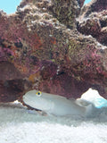 Chalk Goby - Md - All Things Aquatic