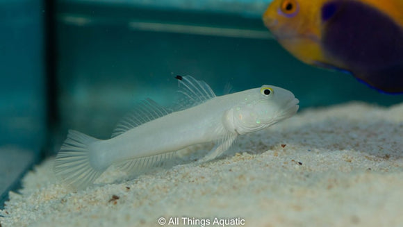 Chalk Goby - Sml - All Things Aquatic