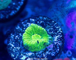 Chernobyl Goniastrea Frag - All Things Aquatic