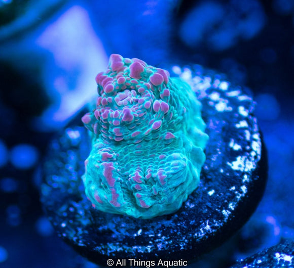 Cherry Garcia Chalice Frag - All Things Aquatic