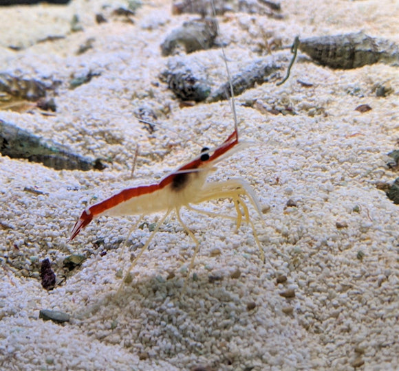 Cleaner Shrimp Lg - All Things Aquatic