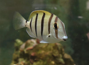 Convict Tang - All Things Aquatic