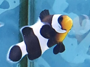 Darwin Clownfish - All Things Aquatic