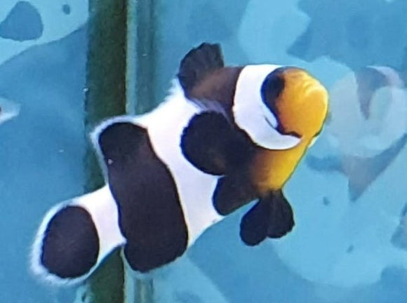 Darwin Clownfish - All Things Aquatic