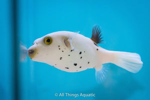 Dogface Puffer - LG - All Things Aquatic