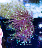 Dragon Soul Torch Coral Frag - All Things Aquatic